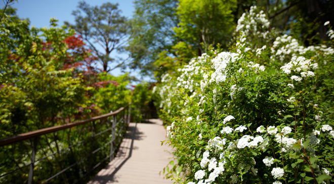 You can enjoy colorful flowers and its refreshing fragrance in summer of Hwa Dam Botanic Garden