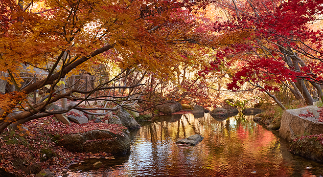 붉은빛으로 물든 가을의 생태하천을 즐겨보세요.